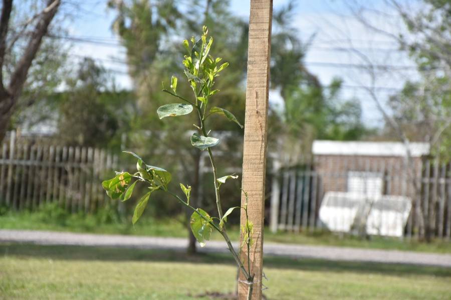 Se viene un nuevo parque de frutos en Funes Town